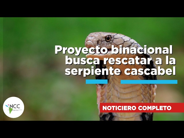 Proyecto binacional busca rescatar a la serpiente cascabel | 867 | 25 al 31 de mayo de 2026