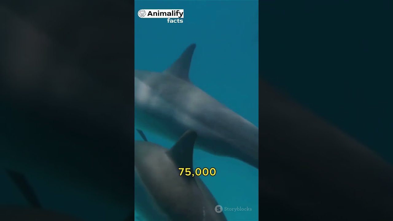 Dolphins Sonic Superpower A Deep Dive animalfact animals YouTube Dolphins Sonic Superpower A Deep Dive animalfact animals YouTube