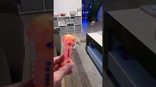 Jrt Jack Russell Terrier.