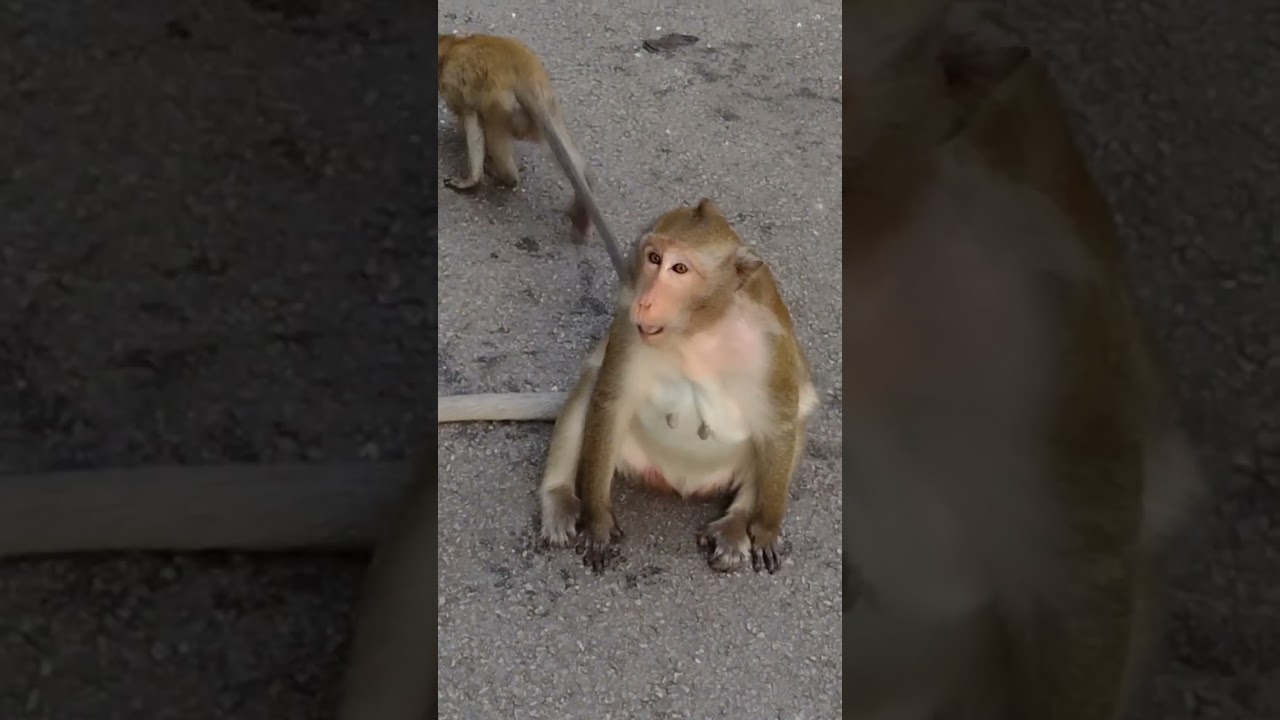 #angkormonkey