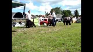 Kwpr Gdynia 2012 Czarny Terier - Bob