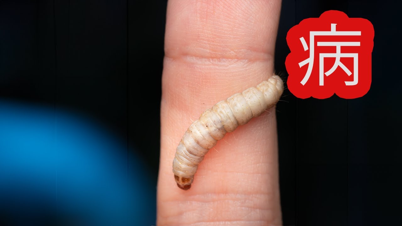 I want to eradicate pathogenic microorganisms by feeding them to
