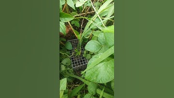 Giật Giật Cái Lồng...Quá Khủng #shorts #bẫy chuột #cống nhum #kênh săn bắt #ngovanlam #sbth