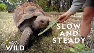 The Largest Turtle Species | Secrets of the Zoo: Down Under