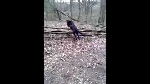 bonnie the flying labrador