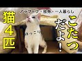 【こたつ出すよ!】保護猫に贈る初こたつ!蘇る記憶に思わず涙が溢れ出てしまいました