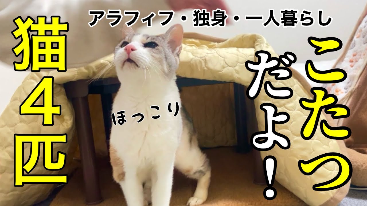 【こたつ出すよ！】保護猫に贈る初こたつ！蘇る記憶に思わず涙が溢れ出てしまいました