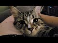 My Cat Lana Purring