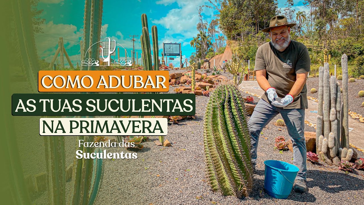 COMO ADUBAR AS TUAS SUCULENTAS NA PRIMAVERA