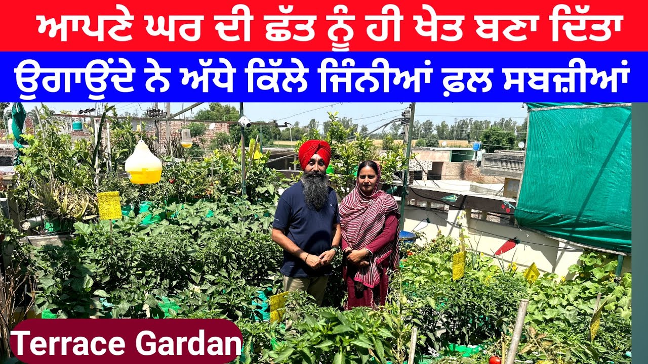 ਬਿਨ੍ਹਾ ਕਿਸੇ ਰੇਹ ਸਪਰੇਅ ਤੋਂ ਛੱਤ ਤੇ ਹੀ ਉਗਾਉਂਦੇ ਨੇ ਅੱਧੇ ਕਿੱਲੇ ਜਿੰਨੀਆਂ ਸਬਜ਼ੀਆਂ ਤੇ ਫ਼ਲ