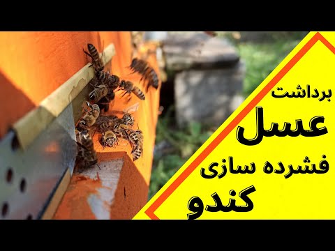 آموزش زنبورداری برداشت عسل تابستانی و فشرده سازی کندو