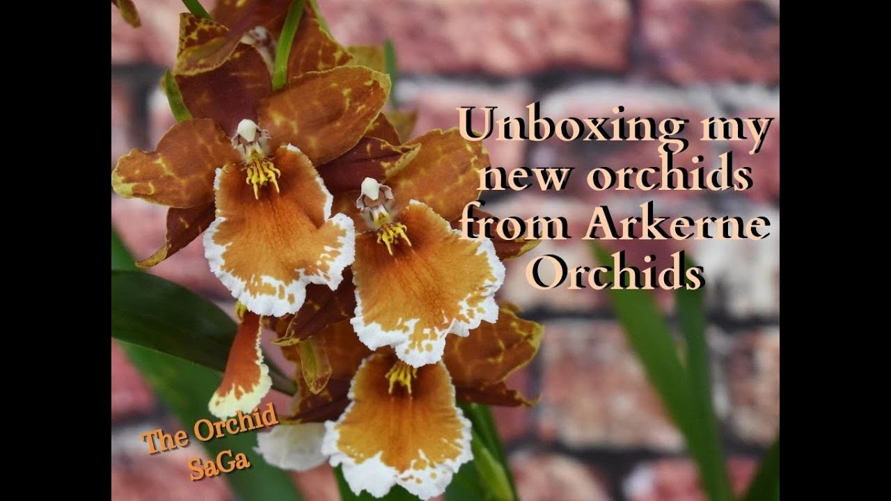 Unboxing my new orchids from 
