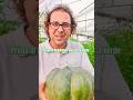 Prima di comprare una zucca verde