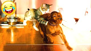 Funniest Cats And Dogs Videos - Best Funny Animal Videos. Funny Animals Channel. Part 186 by Funny Animals Channel 602 views 1 year ago 10 minutes, 19 seconds