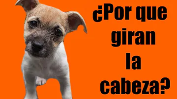 ¿Por qué los perros te miran y giran la cabeza?