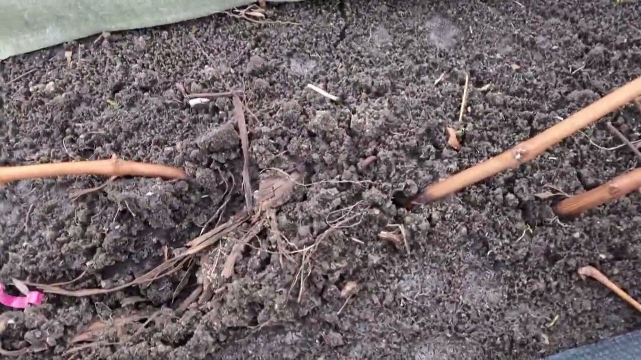 Укрытие винограда стало,как на прогулку сходил, быстро и легко. Я очень доволен.