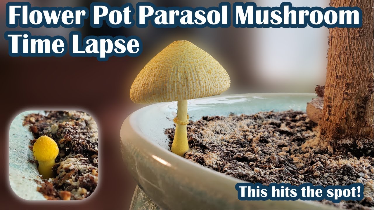 The Bonus Mushroom Time Lapse: See 3.2 days in 8.1 seconds - YouTube