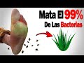 Esto Mata el 99.7% de las Bacterias de tu Cuerpo y lo tienes en Casa Antibiótico Natural