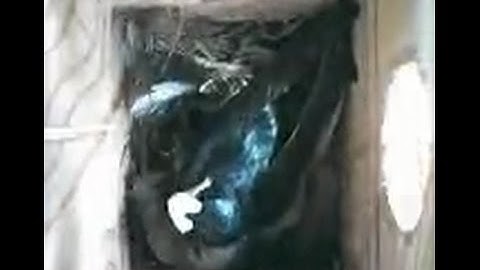 A female Tree Swallow eats eggshells of newly hatched young.