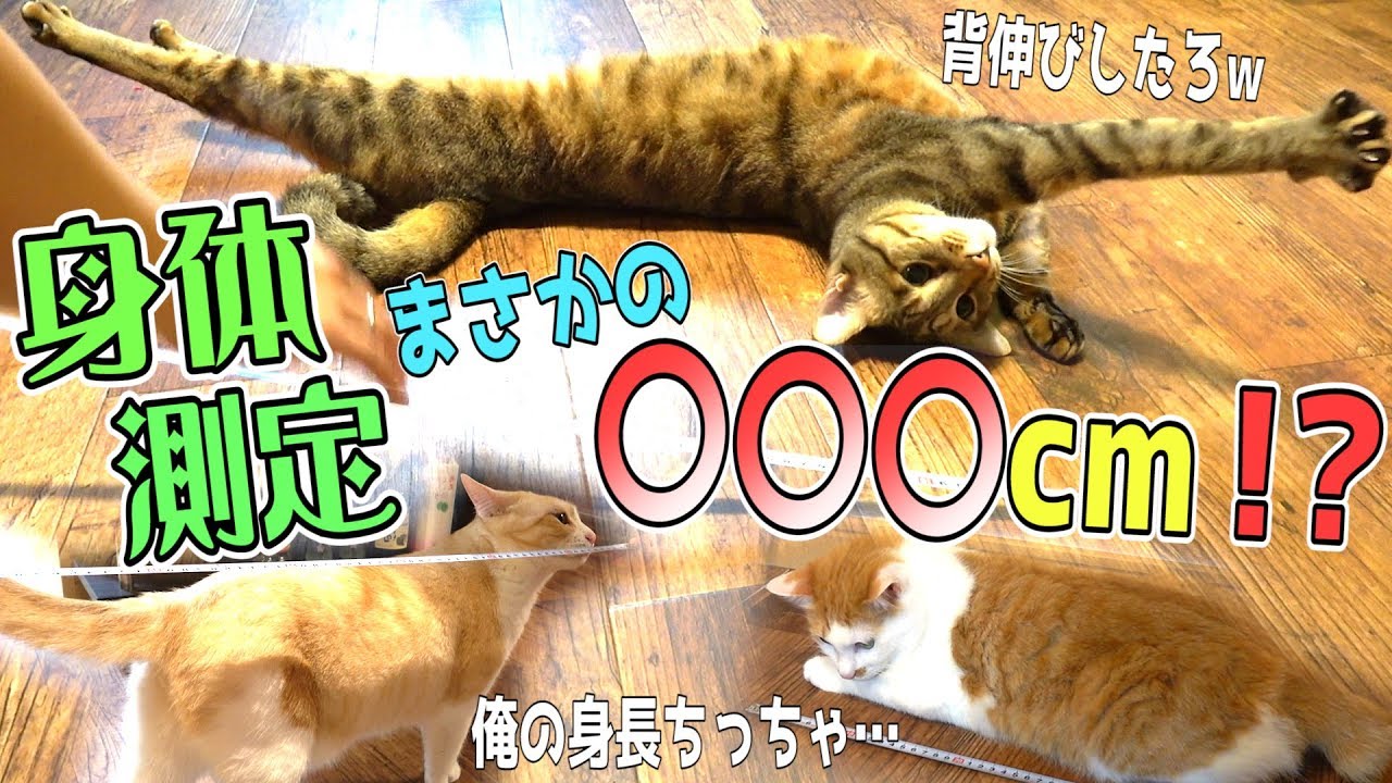 猫 体長 測り 方 壁紙画像マンガ