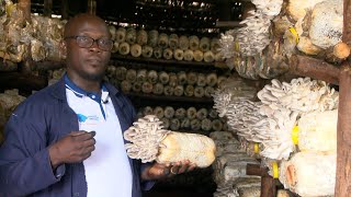 MUSHROOM FARMING: 20X15 FEET IS SUFFICIENT FOR POVERTY ALLEVIATING #agriculture #mashroom
