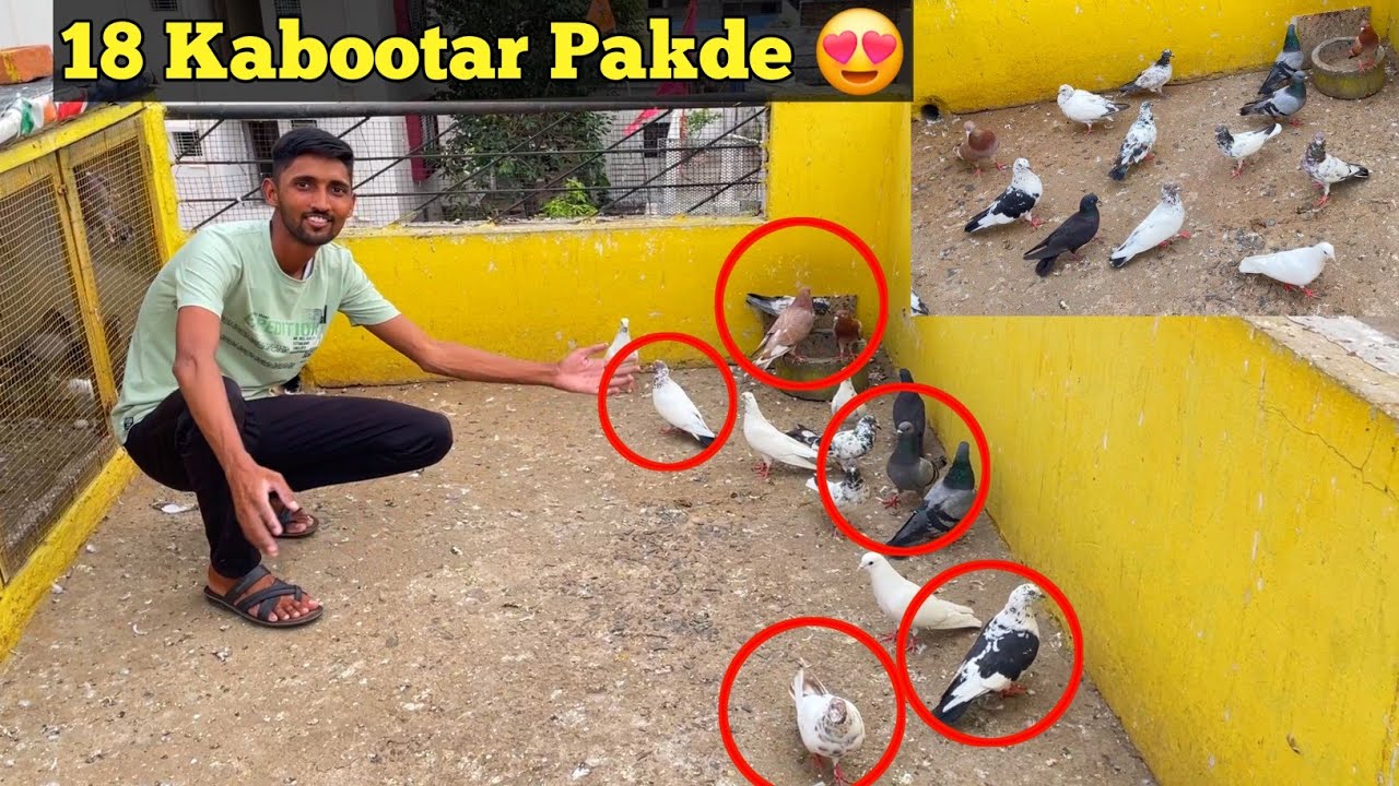 18 *Kabootar* Pakde🕊️ | Maja Aagya😍