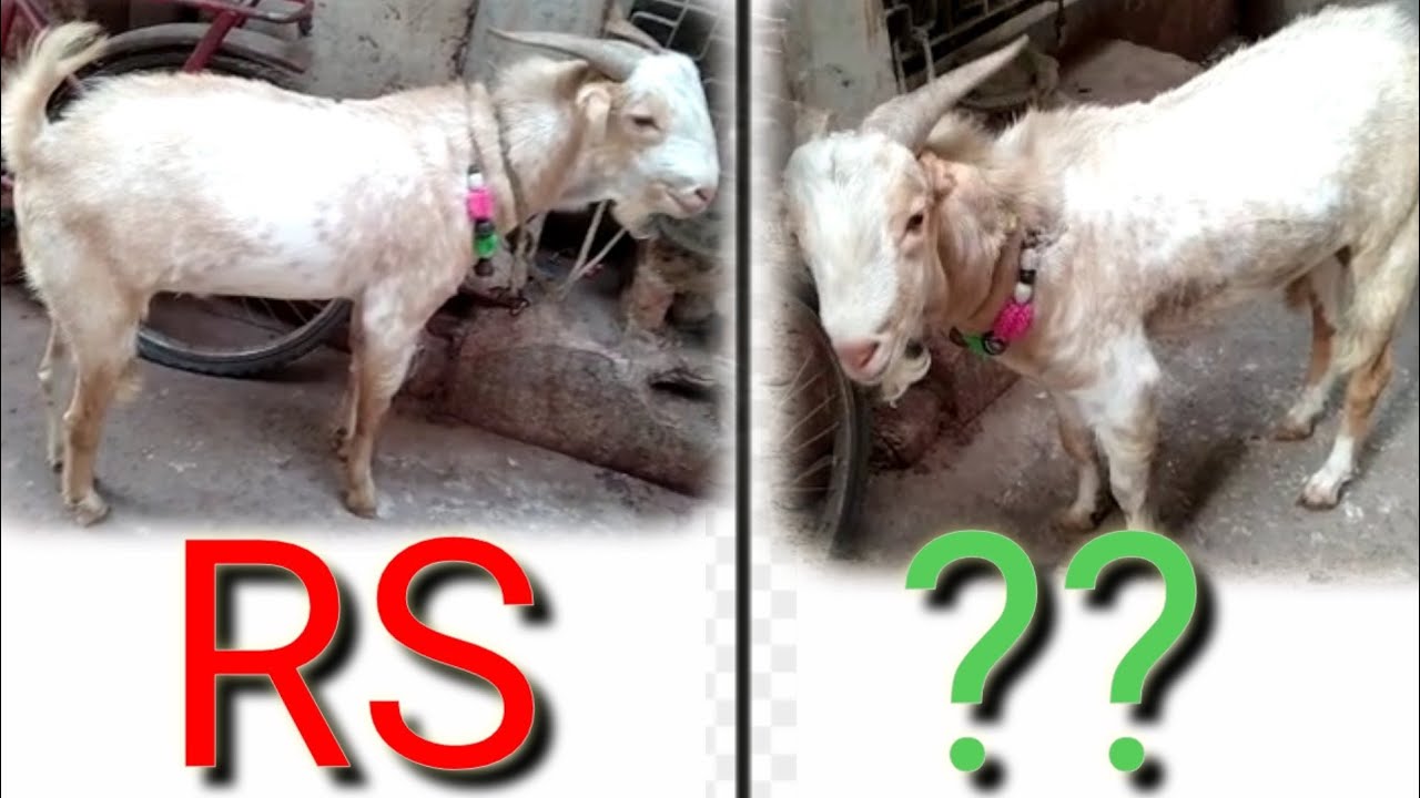 lal kua kucha pandit ka andul bakra jama masjid 2021