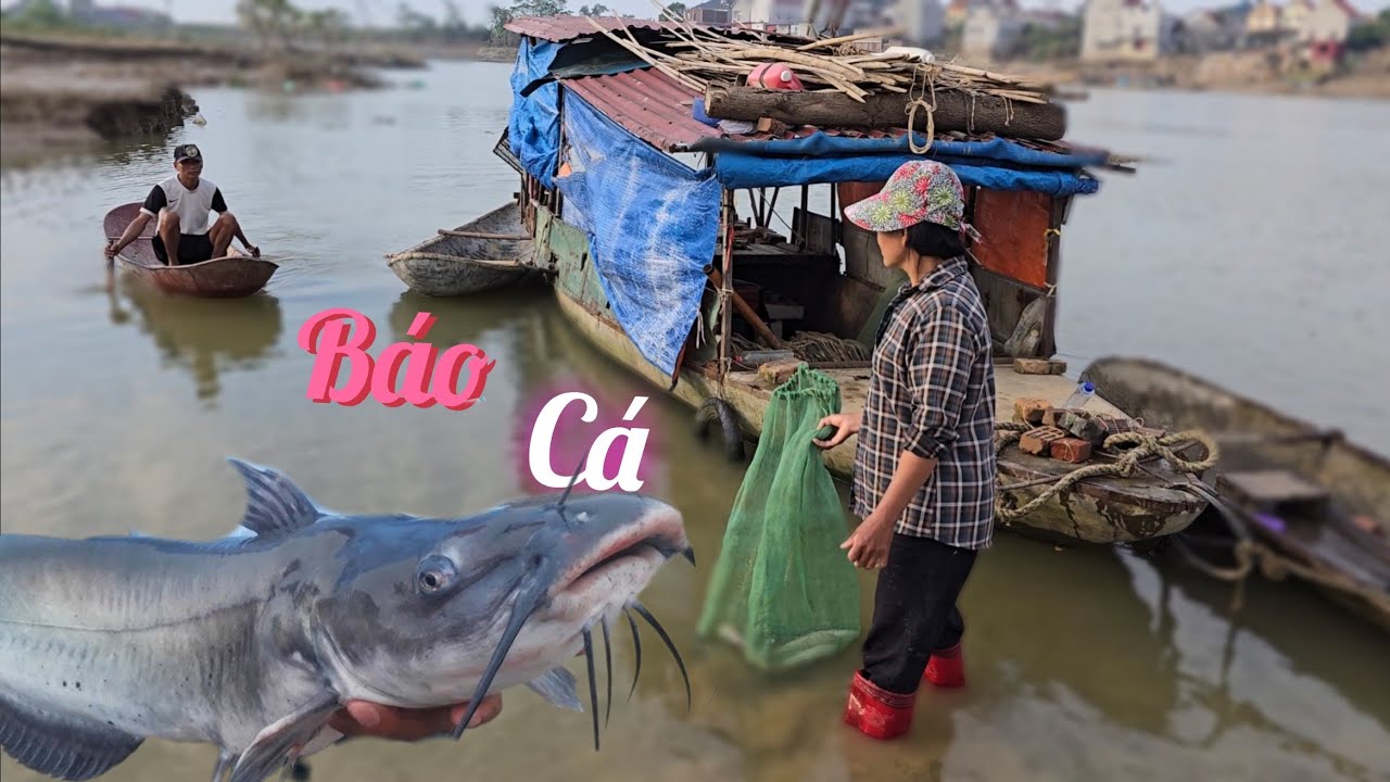 Thả Lưới Lại Báo Cá Lăng Và Nước Cạn Nhiều Trai Trai Quá  /Nhân Tạ Mốt