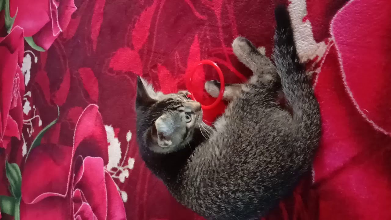 Kucing Berbulu Musang Tak Takut Warna Merah Youtube