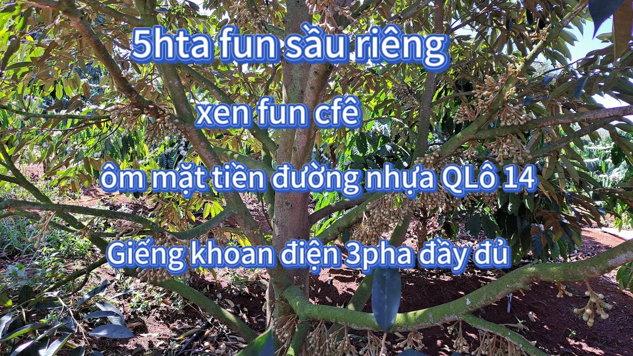 (NGỪNG BÁN) 5hta fun kín sầu riêng xen fun cfê cần bán/ Ôm mặt tiền ...