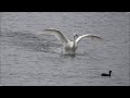 Flying swan. Take off and landing. - Slow motion.