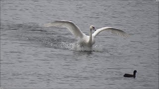 Flying swan. Take off and landing. - Slow motion.