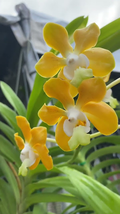 Enjoy the beauty of a Vanda Denisoniana Orchid!❤️ #shorts #nature #flowers #music