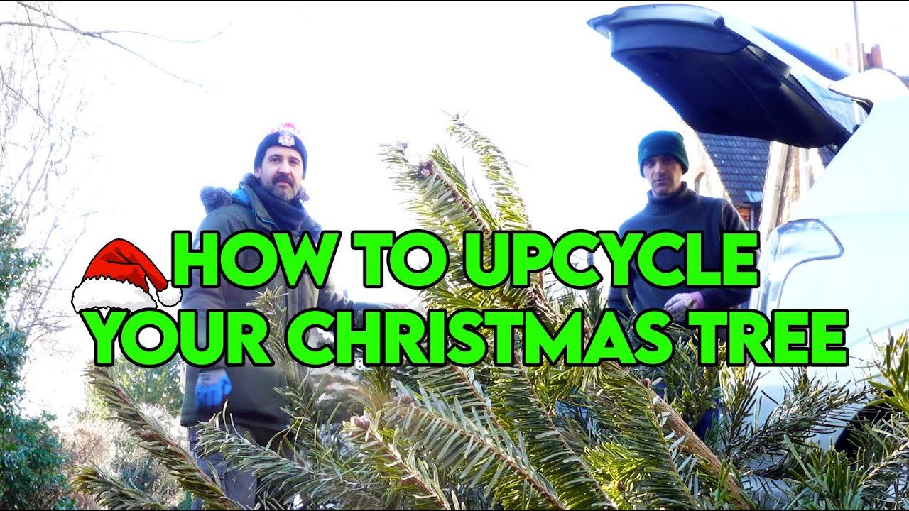 How to Recycle your Xmas Tree!! Use it in your Garden.