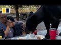 Bear crashes family picnic in Mexico