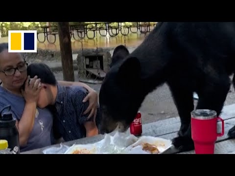 Hungry bear interrupts family picnic in northern mexico, feasts on tacos and enchiladas