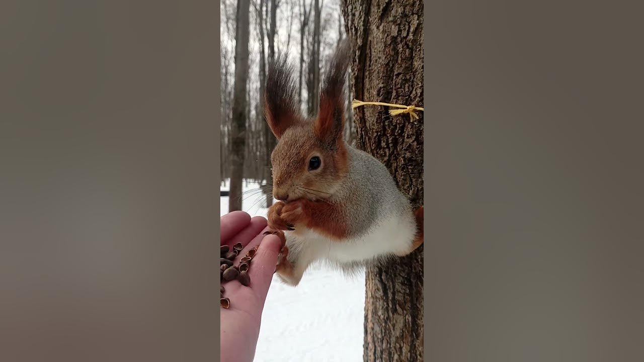среда обитания белки обыкновенной. белки разводят. белочка на пальчик. продаются белки. наглая белка.