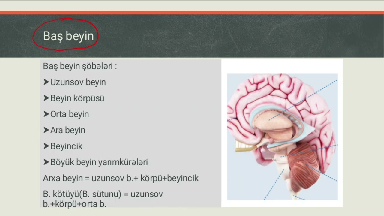 Sinir sistemi 2 ci hissə