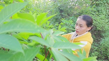 Cuộc sống của người dân tộc jrai || món đặc sản jrai