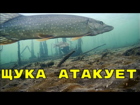Щука СОШЛА С УМА! Первый лед! Рыбалка на жерлицы с подводной камерой!