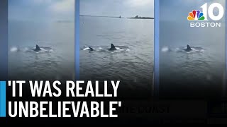 WATCH: Great white shark swims alongside Maine fishing boat