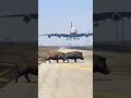 Two Boars Runs On Runway During Airbus A380 Hard Landing - Gtav