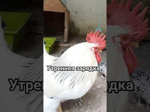 Только так делай утреннюю зарядку! #петух #курка #животные #прикол #птица #animals #птицы #милота