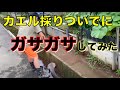 【カエル採り】いろいろガサガサしてみたら•••