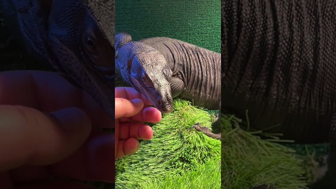 Petting a Huge Lizard! Asian Water Monitor