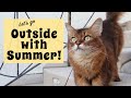 Cat Training Outside with Somali Cat Summer の動画、YouTube動画。