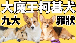 我身邊養柯基的人都曾後悔過【柯基9大缺點】2023 ✅ CC 中文  Why You Shouldn't Get A Pembroke Welsh Corgi ✅ CC English