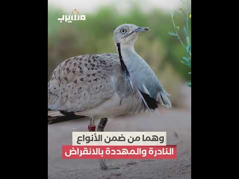 رؤية بيئية متقدمة قطر تحمي الطيور المهاجرة محليا وعالميا