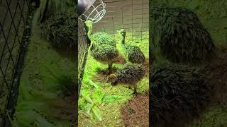 Meeting Ostrich Chicks at the Expo 😁 Conociendo polluelos de avestruz en la Expo