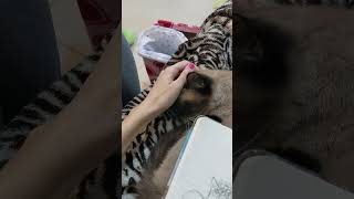 Drawing My Cat My Siamese Cat Libby 1 Year Adoption Birthday